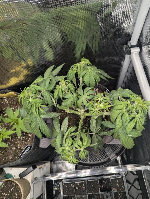 AlienZ Automatic - Greenhouse Seed Co.. Week 5