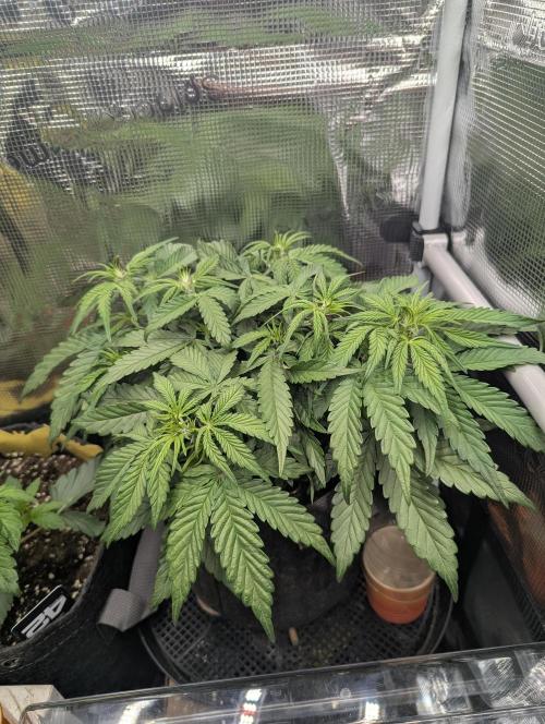 AlienZ Automatic - Greenhouse Seed Co.. Week 5