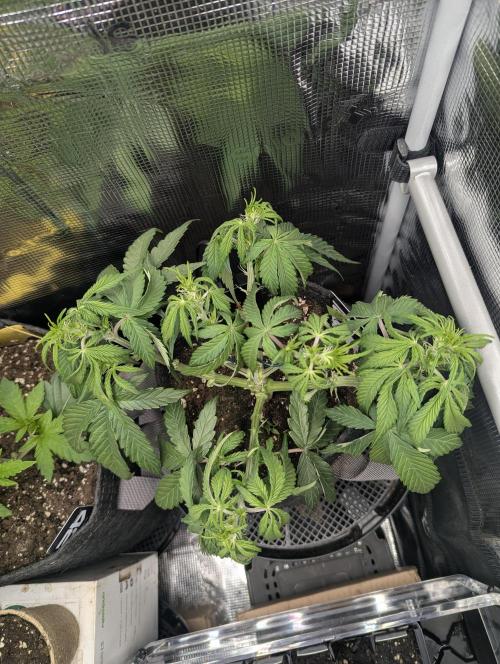 AlienZ Automatic - Greenhouse Seed Co.. Week 5