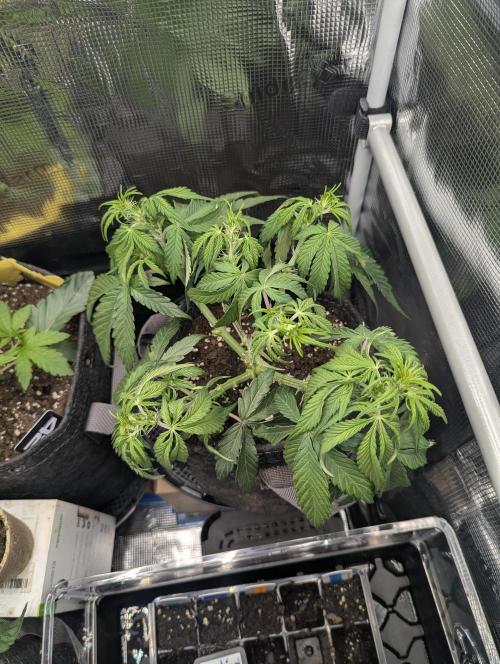 AlienZ Automatic - Greenhouse Seed Co.. Week 5