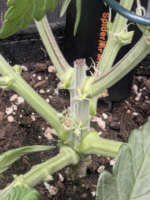 AlienZ Automatic - Greenhouse Seed Co.. Week 5