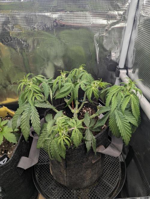 AlienZ Automatic - Greenhouse Seed Co.. Week 5