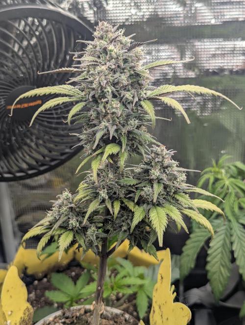 Strawberry Gorilla Auto - FastBuds. Week 9