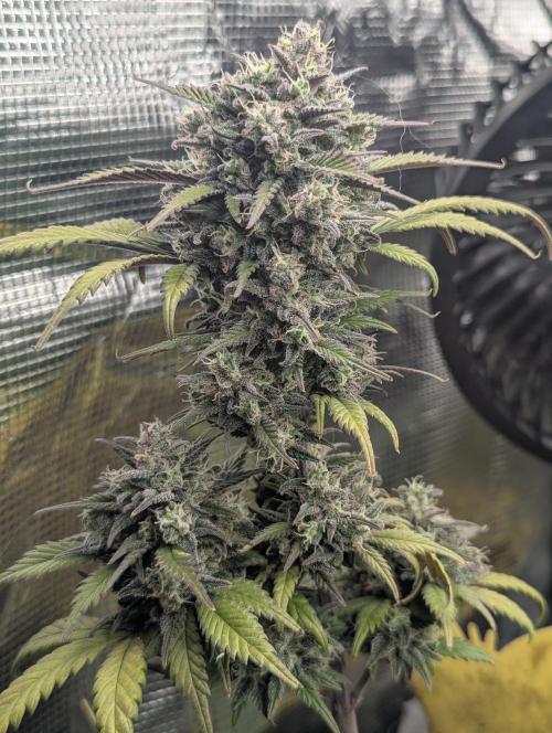Strawberry Gorilla Auto - FastBuds. Week 9