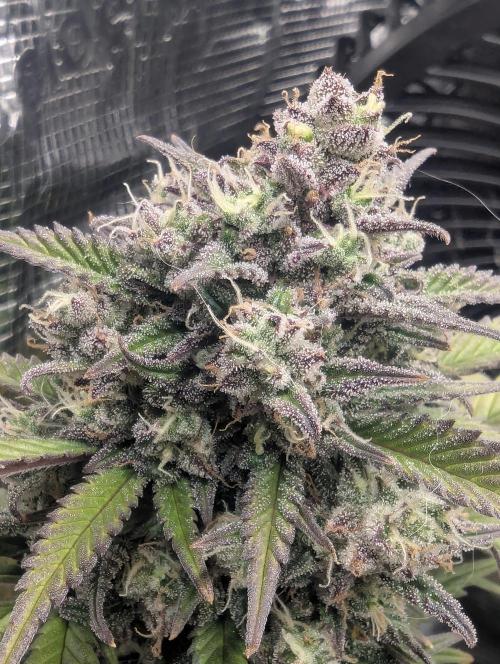 Strawberry Gorilla Auto - FastBuds. Week 9