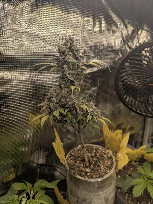 Strawberry Gorilla Auto - FastBuds. Week 9