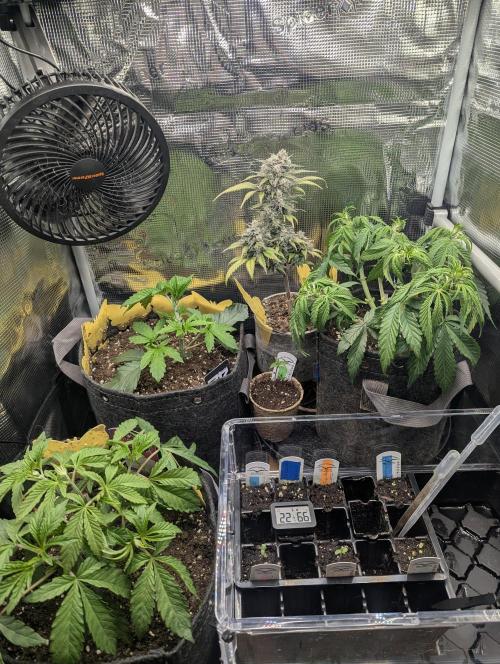 Strawberry Gorilla Auto - FastBuds. Week 9