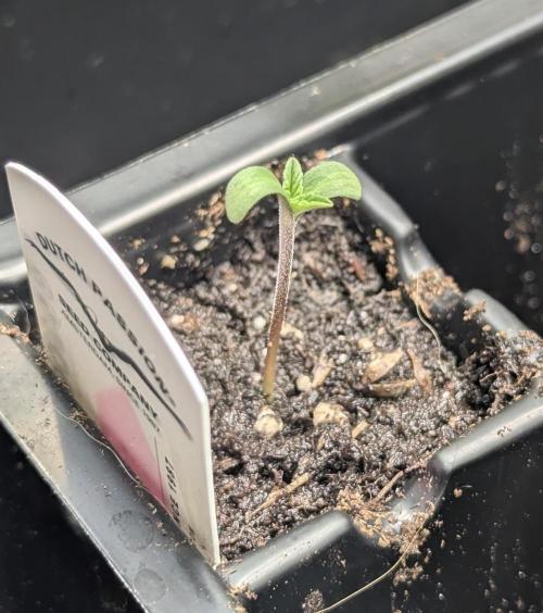 Potion - Wizard Trees. Week 0