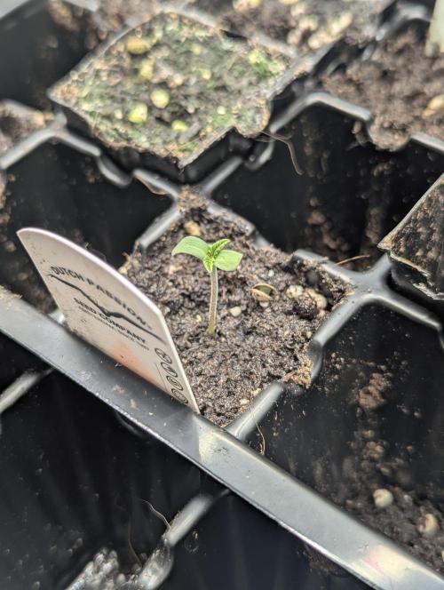 Grand Prixx - Wizard Trees. Week 0