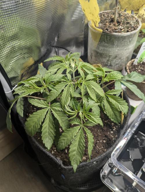ZodaZa - Umami. Week 4