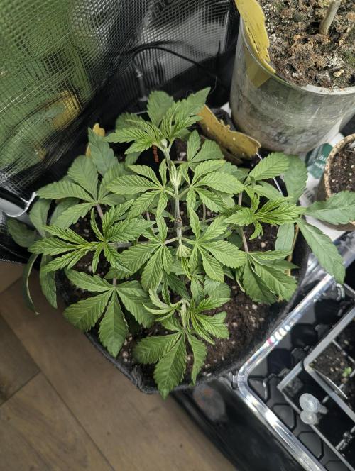 ZodaZa - Umami. Week 4