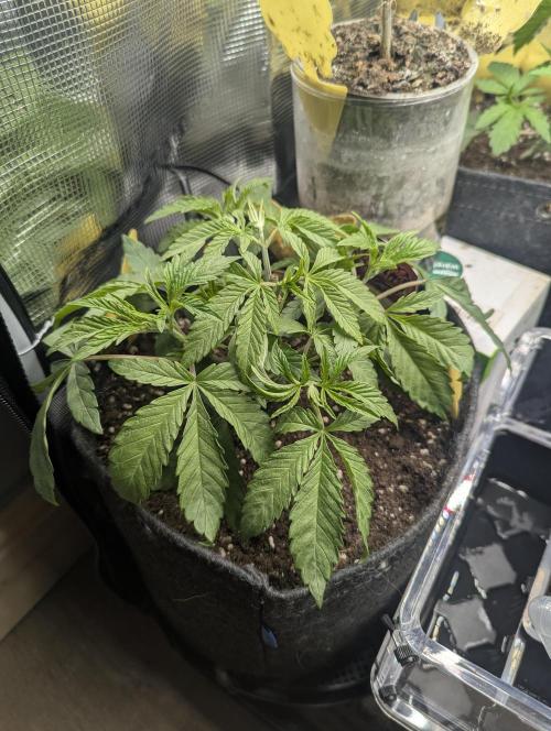 ZodaZa - Umami. Week 4