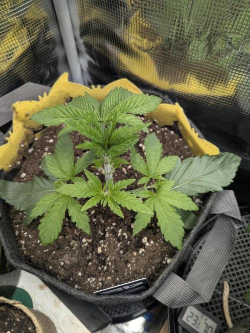 Zhampagne - Compound Genetics. Week 3