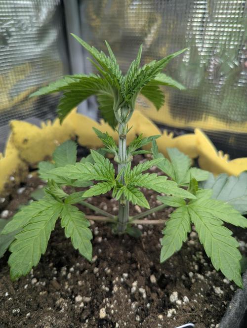 Zhampagne - Compound Genetics. Week 3