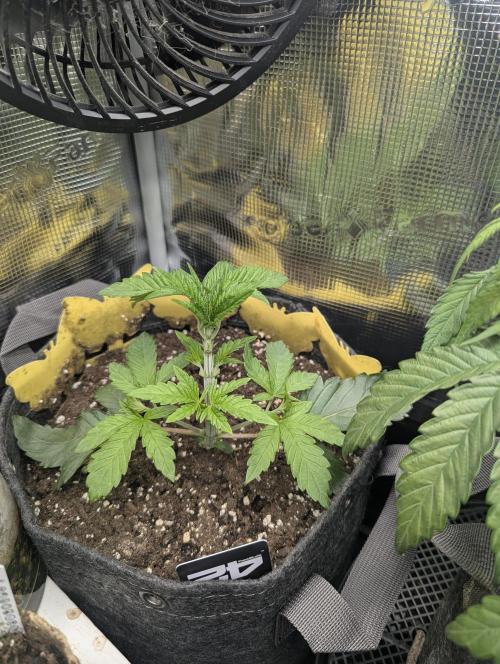 Zhampagne - Compound Genetics. Week 3
