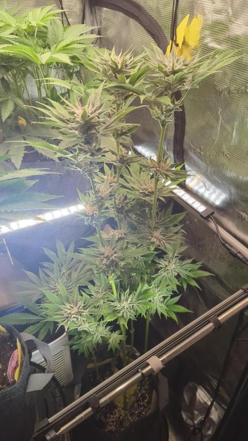 RS11 x Banana OG - Barney's Farm