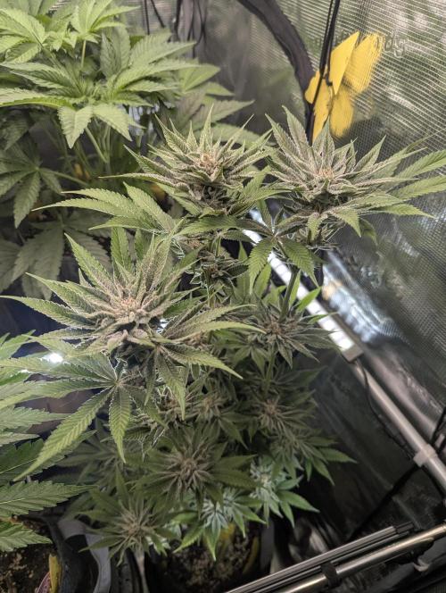 RS11 x Banana OG - Barney's Farm. Week 12