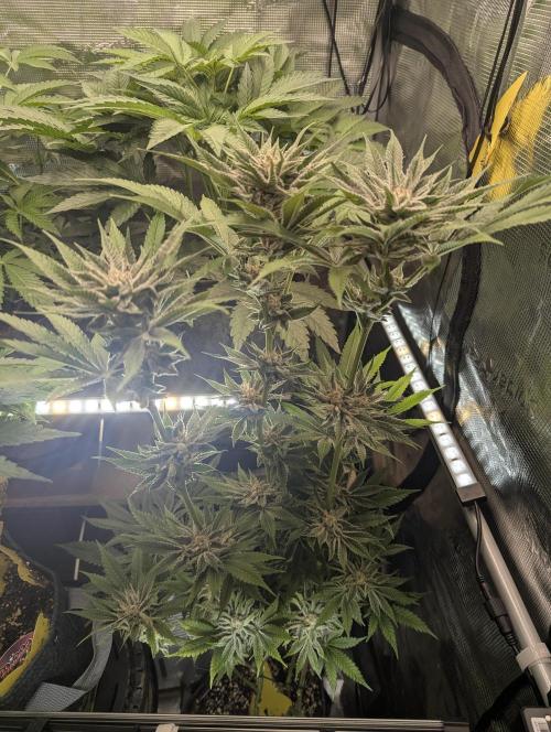RS11 x Banana OG - Barney's Farm. Week 12