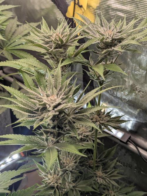 RS11 x Banana OG - Barney's Farm. Week 12