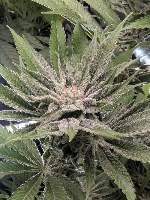 RS11 x Banana OG - Barney's Farm. Week 12
