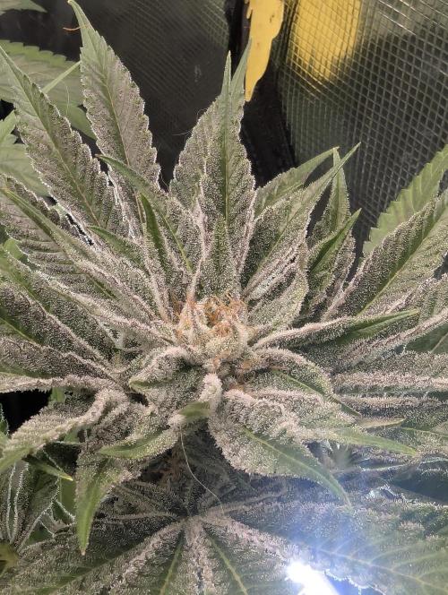RS11 x Banana OG - Barney's Farm. Week 12
