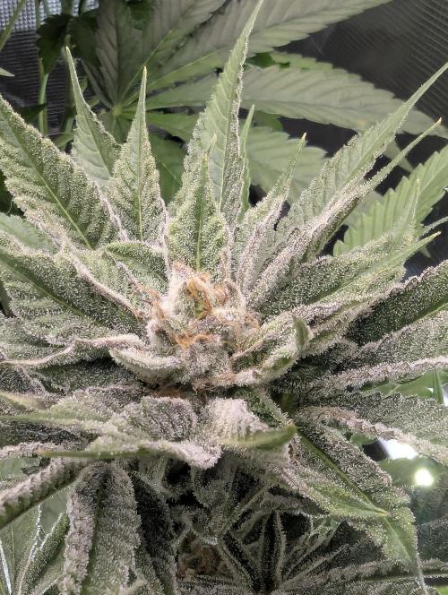 RS11 x Banana OG - Barney's Farm. Week 12