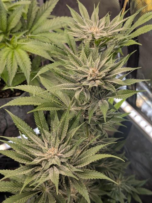 RS11 x Banana OG - Barney's Farm. Week 12