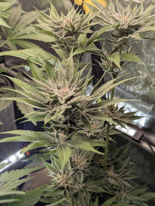 RS11 x Banana OG - Barney's Farm. Week 12