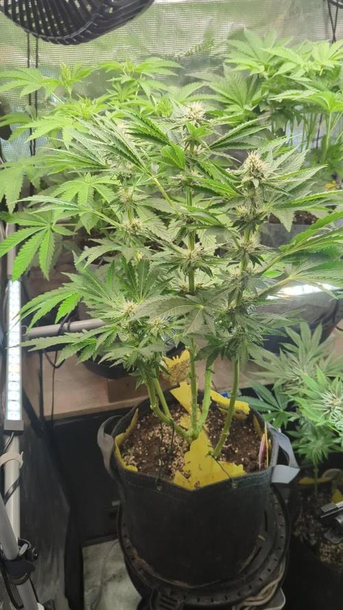 Zkittlez - Growers Choice