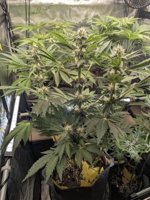 Zkittlez - Growers Choice. Week 8