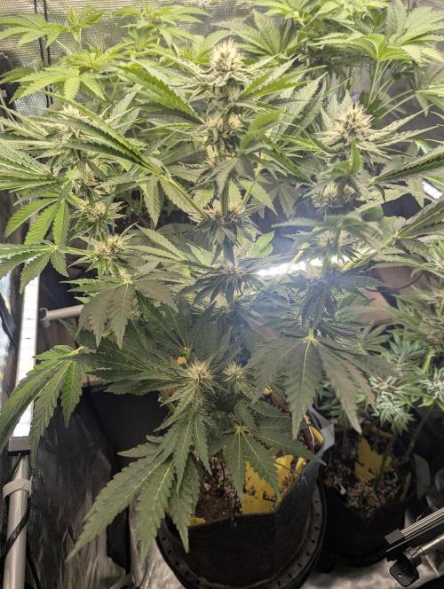 Zkittlez - Growers Choice. Week 8