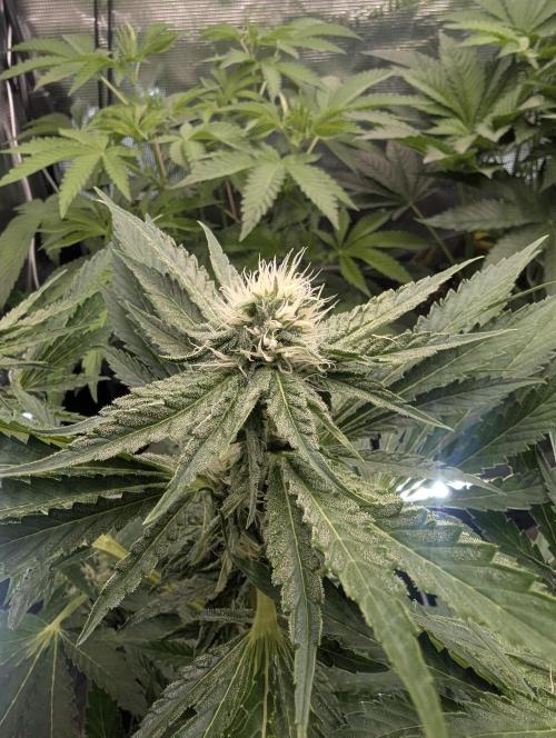 Zkittlez - Growers Choice. Week 8