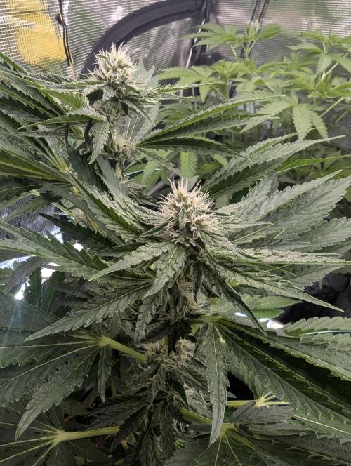 Zkittlez - Growers Choice. Week 8