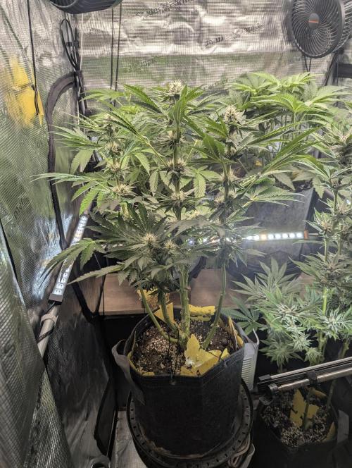 Zkittlez - Growers Choice. Week 8