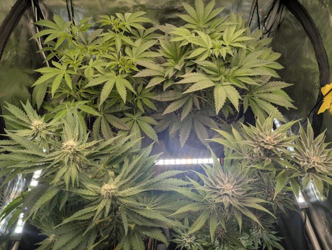 Wizard Fuel - Wizard Trees. Week 6