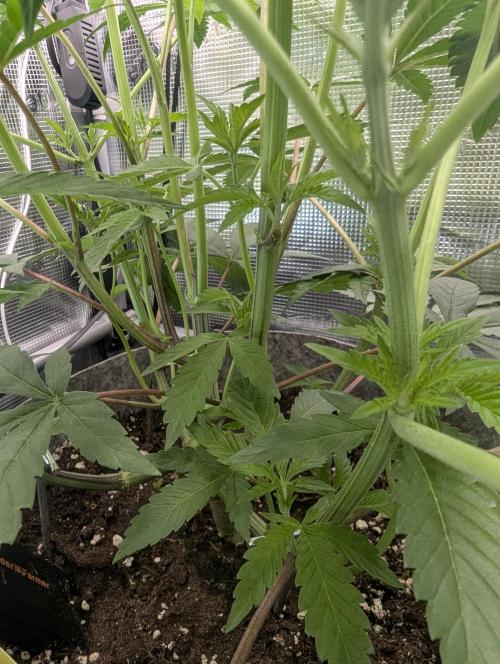 Wizard Fuel - Wizard Trees. Week 6