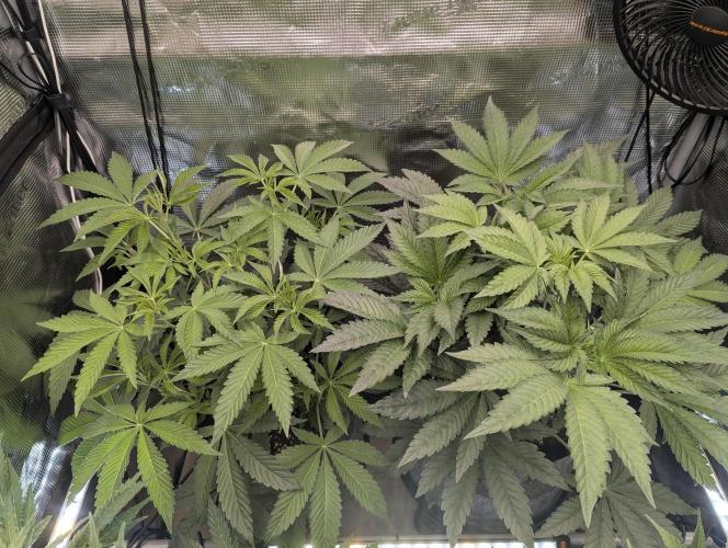 Wizard Fuel - Wizard Trees. Week 6