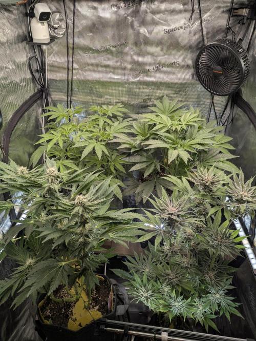 Wizard Fuel - Wizard Trees. Week 6
