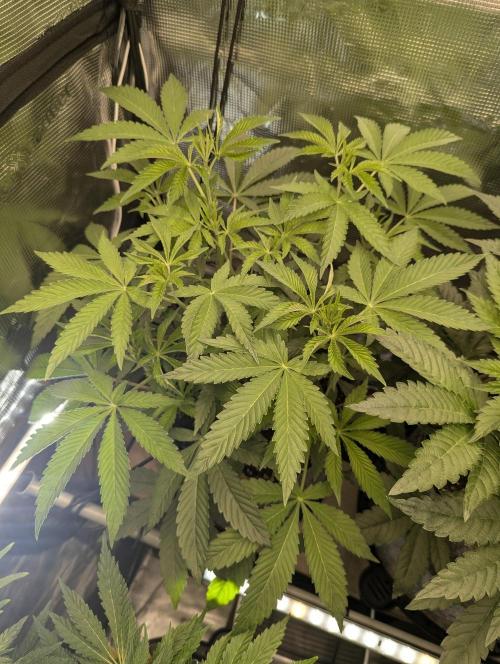 Wizard Fuel - Wizard Trees. Week 6