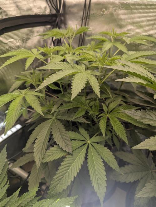 Wizard Fuel - Wizard Trees. Week 6