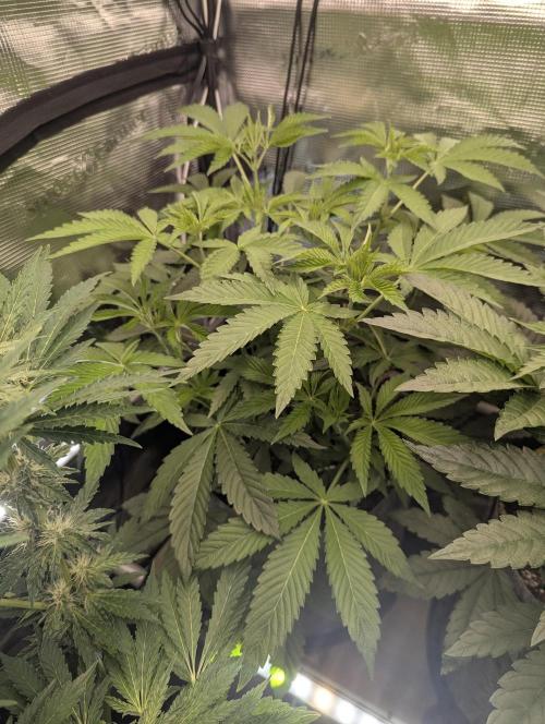 Wizard Fuel - Wizard Trees. Week 6