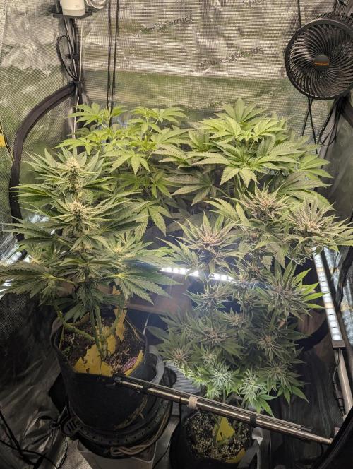 Wizard Fuel - Wizard Trees. Week 6