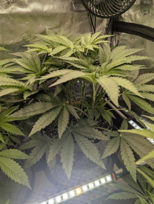 British Delight - Wizard Trees. Week 6