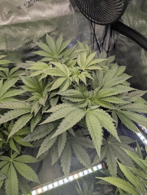British Delight - Wizard Trees. Week 6
