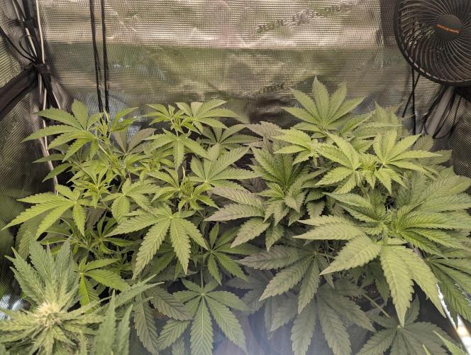 British Delight - Wizard Trees. Week 6