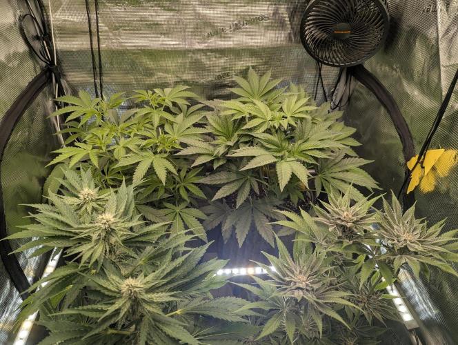 British Delight - Wizard Trees. Week 6
