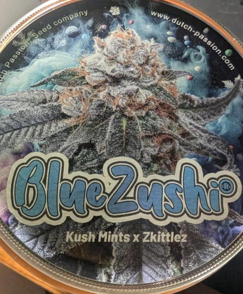 Blue Zushi - Dutch Passion. Week 17