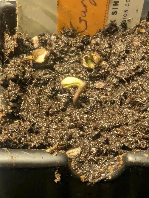 Gary Patron - Nine Weeks Harvest. Week 0