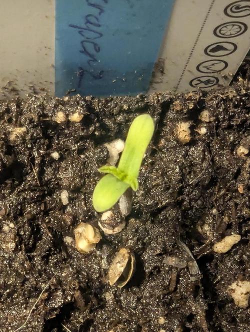 ZkyscraperZ - N.Y.Ceeds. Week 0