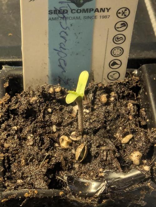 ZkyscraperZ - N.Y.Ceeds. Week 0